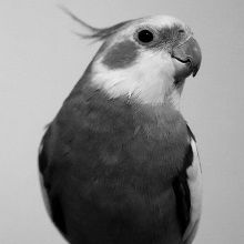 グレースケールとは？モノクロ、白黒との違いと印刷時の注意点