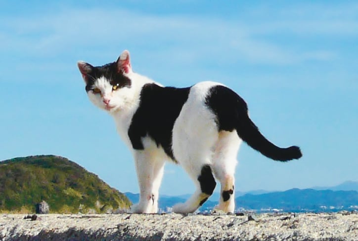 解像度が高い画像