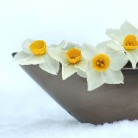 「寒中見舞い」の文例とマナーの基礎知識のイメージ